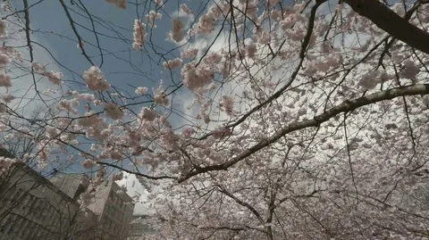 Spring - Tracking under Cherry tree blossom in Stockholm Kungsträdgården Stock Footage 74906354