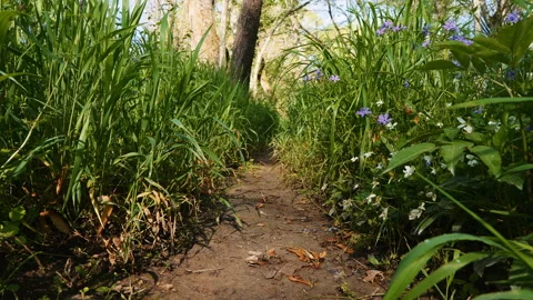 Spring Trail Stock Footage 153448684