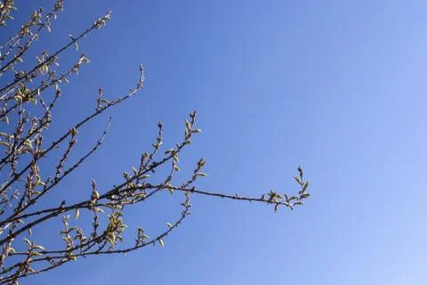 Spring tree with an abundance of buds Stock Photos
