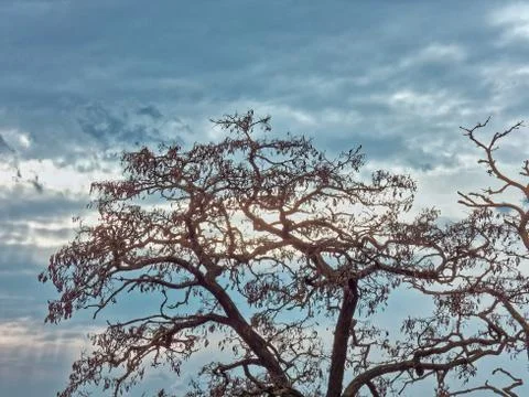 Spring. Tree against the dark sky Stock Photos