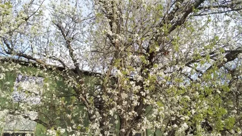 Spring tree and blue sky - Drone camera moves up Stock Footage 128796894