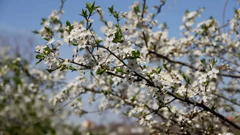 Spring tree and branch full of white flowers and bees against the sky 스톡 동영상 150642772