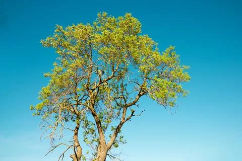 Spring tree and clear sky Фото