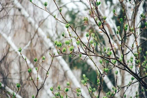 Spring tree and rain Stock Photos