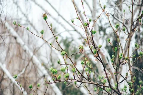 Spring tree and rain Stock Photos