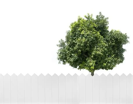 Spring tree in backyard and wooden garden fence 스톡 일러스트