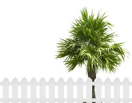 Spring tree in backyard and wooden garden fence 스톡 일러스트