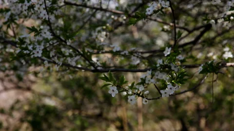 Spring tree with beautiful white flowers Vídeos de archivo 107444691