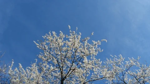 Spring tree in bloom Stock Footage 126990685
