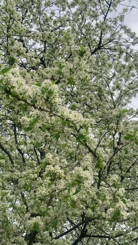 Spring Tree in Bloom - White Blossoms against Overcast Sky Stock Footage 336343581