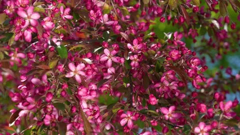 Spring tree blooming with beautiful dark red small flowers Stock Footage 154293381