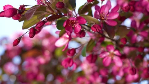Spring tree blooming with beautiful dark red small flowers Stock Footage 154293562