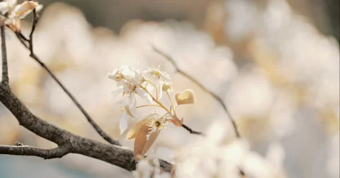 Spring Tree with Blooming Blossom Stock Footage 49453912