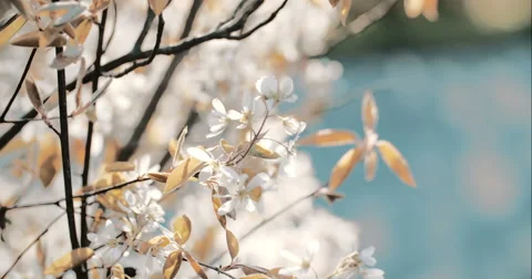 Spring Tree with Blooming Blossom Vídeos de archivo 49455654