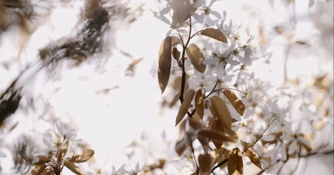 Spring Tree with Blooming Blossom Stock Footage 49457165