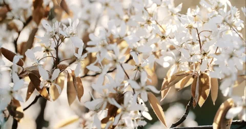Spring Tree with Blooming Blossom Stock Footage 49457326