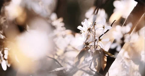 Spring Tree with Blooming Blossom Stockbeeldmateriaal 49458431