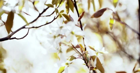 Spring Tree with Blooming Blossom Video stock 49468182
