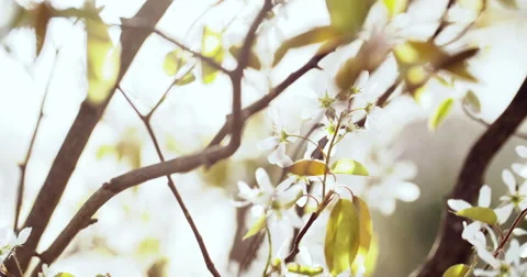 Spring Tree with Blooming Blossom Video stock 49468714