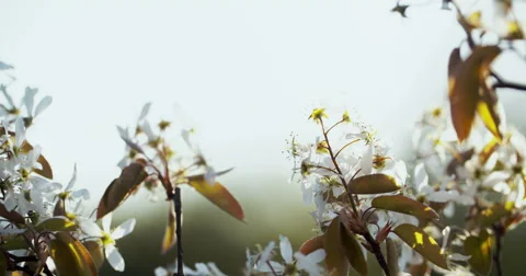 Spring Tree with Blooming Blossom Stock Footage 49469207