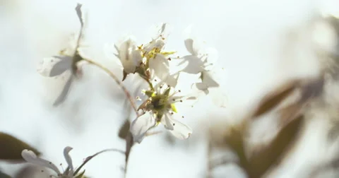 Spring Tree with Blooming Blossom Stock Footage 49469275