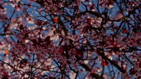 Spring tree blooming delicate pink and white flowers Stock Footage 335382095