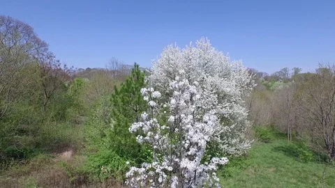 Spring tree blooming drone flies backwards 59.94 Nature Stock Footage 85318138
