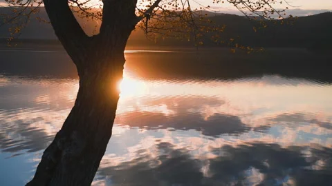 Spring tree with blooming leaves on the shore of lake at sunset Video stock 139139315