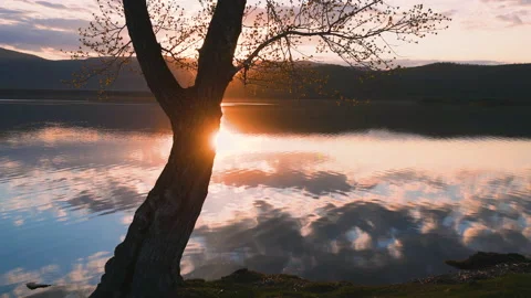 Spring tree with blooming leaves on the shore of lake at sunset. Stock Footage 139139434