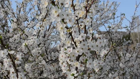 Spring tree blossom Stock Footage 320354863