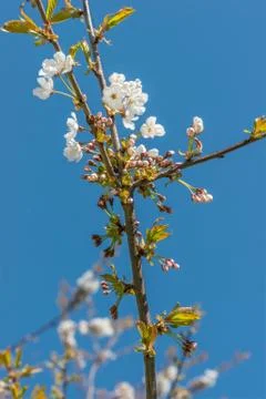 Spring tree blossom Stock Photos