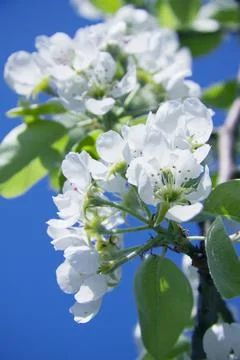 Spring, the tree blossomed delicate white cherry blossoms Foto stock