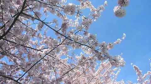 Spring Tree Blossoms 1 Stock Footage 22329984