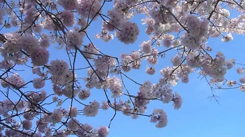 Spring Tree Blossoms 2 Stock Footage 22330022