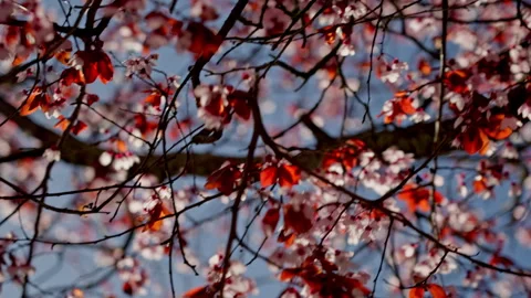 Spring tree blossoms blooming under blue sky Stock Footage 335384113