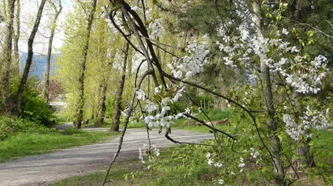 Spring Tree Blossoms Bounce in the Breeze Stock Footage 22666688