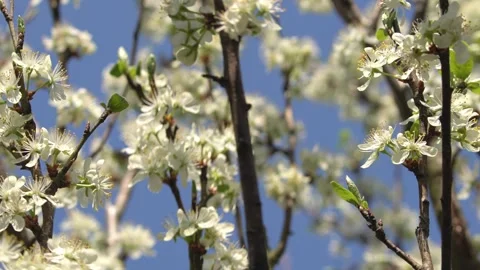 Spring Tree Blossoms Video stock 334934688