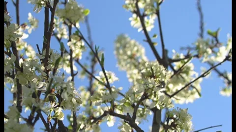 Spring Tree Blossoms Video stock 334934783