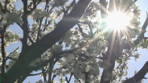 Spring Tree Blossoms Video stock 334934822