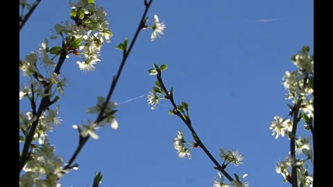 Spring Tree Blossoms Video stock 334935056