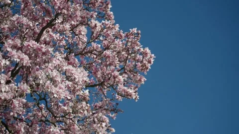 Spring tree blossoms Stock Footage 346243482