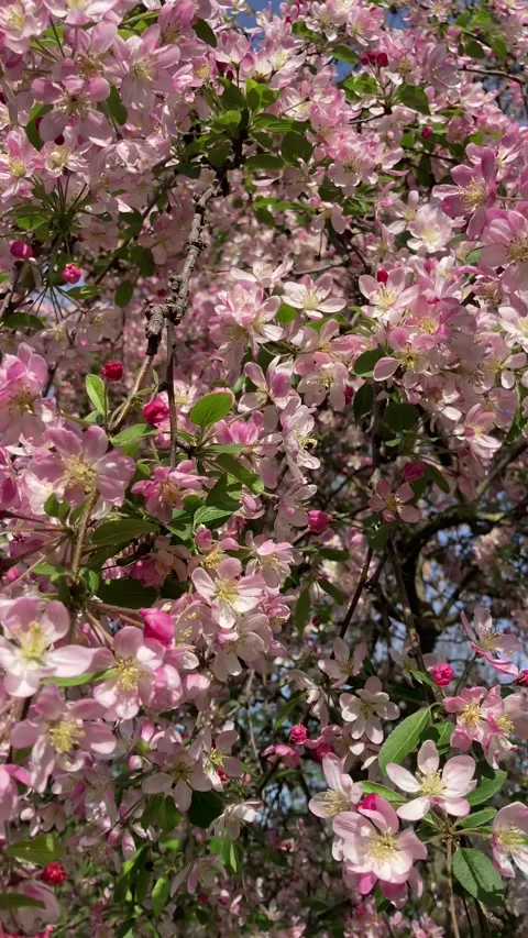 Spring Tree Blossoms in Full Bloom Against Blue Sky Stock Footage 336343886