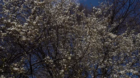 Spring tree blossoms in the Park Stock Footage 127923193