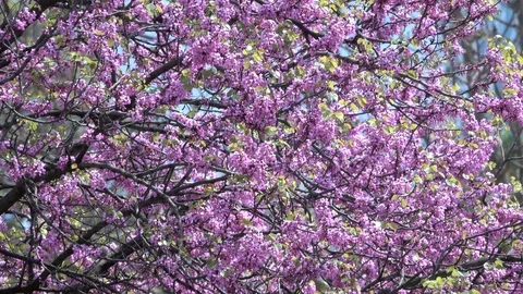 Spring tree blossoms windy branches Vídeos de archivo 89642038