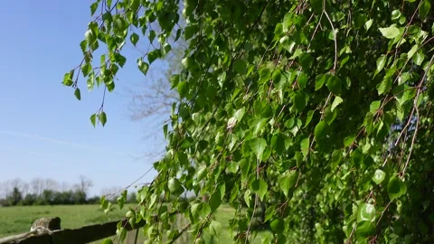 Spring - Tree Blowing in the Wind - Horse Field (Paddock) in the Background Video stock 188401141