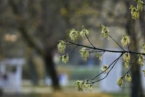 Spring tree branch close-up. Stock Photos