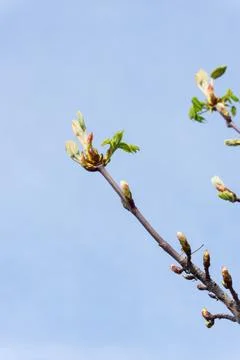 Spring tree branch with emerging green buds against a blue sky Foto stock