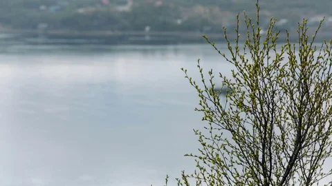 Spring. Tree Branch With New Leaves Waving on Wind on River Bank. Blurry Stock Footage 73926643