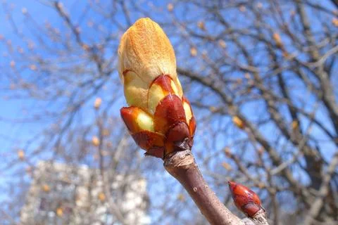 Spring tree branch Stock Photos