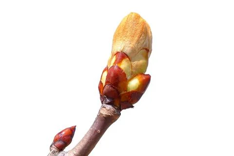 Spring tree branch Stock Photos